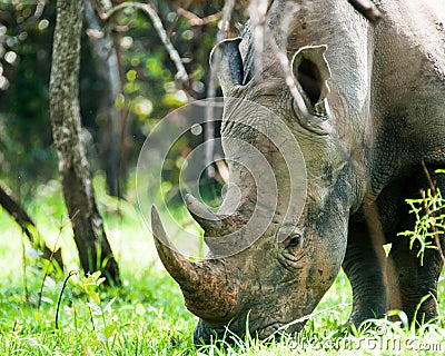 White Rhino, Uganda Stock Photo
