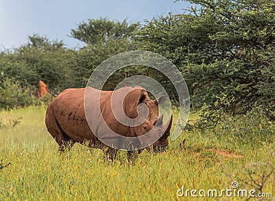 White rhino, Waterberg Plateau National Park, Namibia Stock Photo