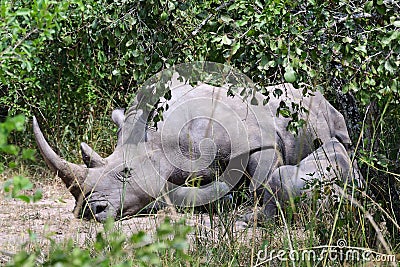 White rhino, Ziwa, Uganda Stock Photo