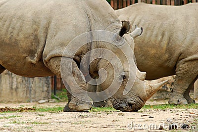 White Rhinoceros Stock Photo