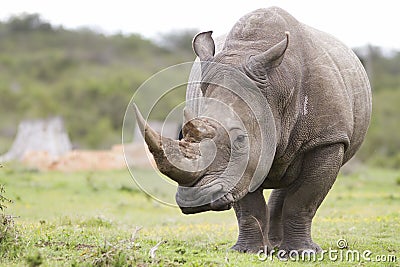 White rhinoceros Stock Photo