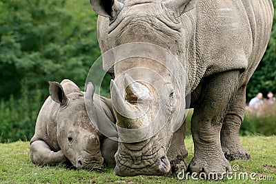 White Rhinoceros Stock Photo