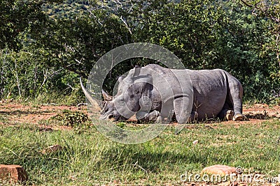 White rhinoceros Ceratotherium simum Stock Photo