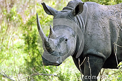 White rhinoceros (Ceratotherium simum) Stock Photo