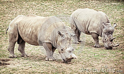 White rhinoceros (Ceratotherium simum simum), two animals Stock Photo