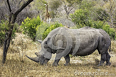 White rhinoceros (Ceratotherium simum) Stock Photo