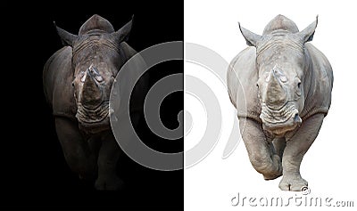 White rhinoceros in dark and white background Stock Photo