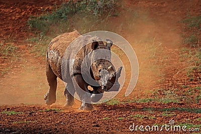 White rhinoceros in dust Stock Photo