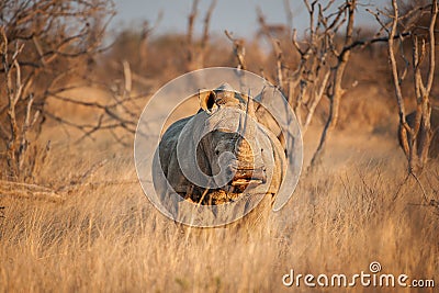 A White rhinoceros hide behind grass - Ceratotherium simum Stock Photo