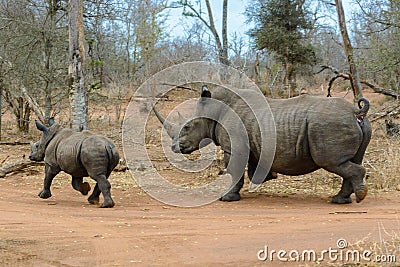 White rhinoceros running in Hlane Royal National Park, Swaziland Stock Photo