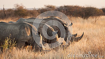 Three White rhinoceros hide behind grass - Ceratotherium simum Stock Photo