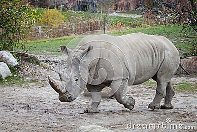 White rhinoceros Stock Photo