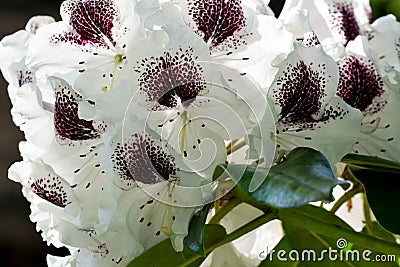 White Rhododendron Stock Photo