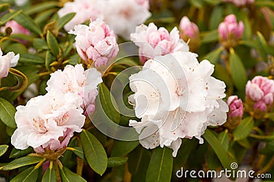 White rhododendron flowers on a green background Stock Photo