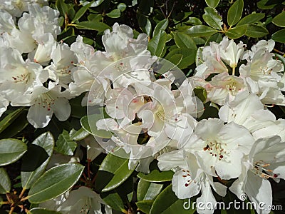 White Rhododendron Stock Photo