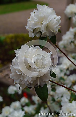 White rhododendron in the garden, early spring. Stock Photo