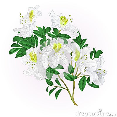 White rhododendron twig with flowers and leaves mountain shrub vintage vector editable illustration Vector Illustration