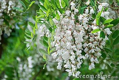 White Robinia pseudoacacia tree, False acacia, Black locust plant Stock Photo
