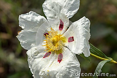 White rockrose staring at the sun 4 Stock Photo