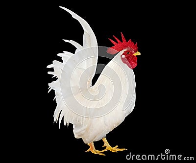 White Rooster bantam chicken isolate on black background Stock Photo