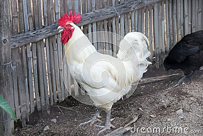 White rooster Breeder in farm of agriculture Stock Photo