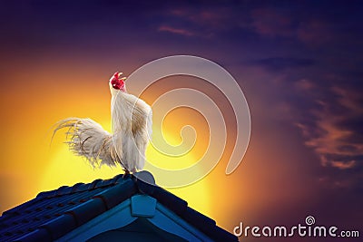 White rooster chicken crowing on roof and beautiful sunrise Stock Photo