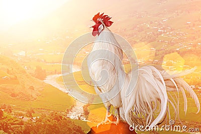 White Rooster Stock Photo