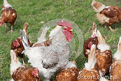 A white rooster with clipped wings stands in the midst of its flock of hens on a green meadow Stock Photo