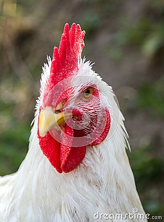 White rooster looking at the camera Stock Photo