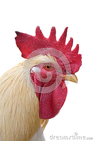 White rooster portrait Stock Photo