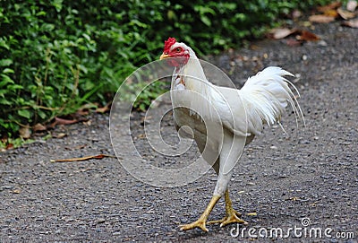 White rooster walking, a farm, Ateuk Lueng Ie, Aceh Stock Photo