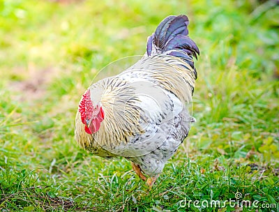 White rooster at sunset Stock Photo