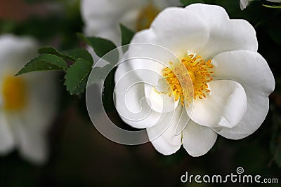 White Rosa rubiginosa sweet brier eglantine rose Stock Photo