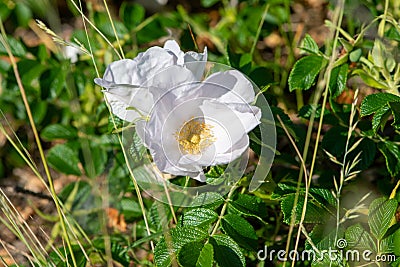 White Rosa rugosa flower blooming in summer Stock Photo