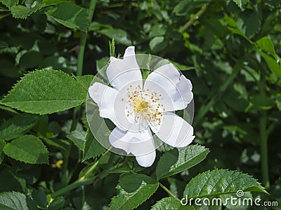 White rosa spinosissima Bibernell Rose Stock Photo