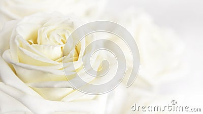 White rose Stock Photo