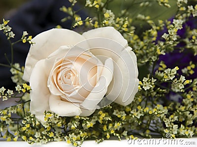 White rose Stock Photo