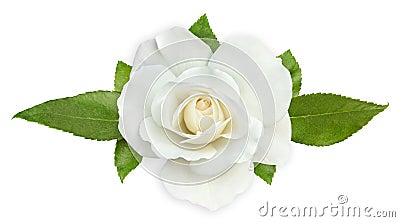 White rose Stock Photo