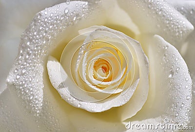 White Rose Stock Photo