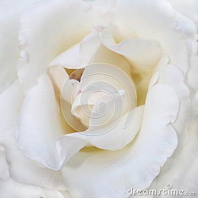 White Rose Stock Photo