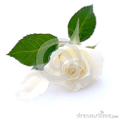 White rose Stock Photo