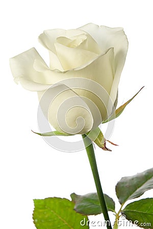 White rose Stock Photo