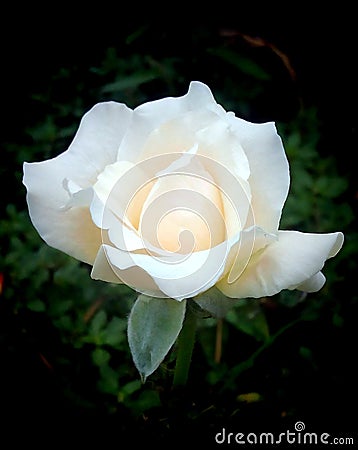 White rose Editorial Stock Photo