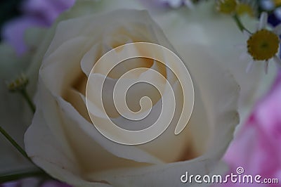 White rose and in the background chamomile flowers Stock Photo