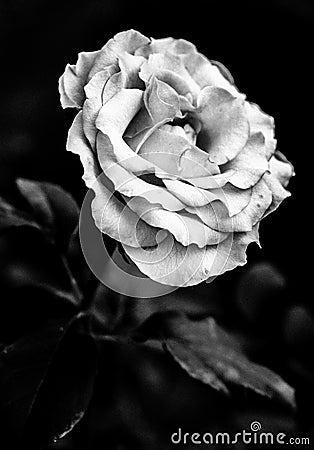 White Rose Stock Photo