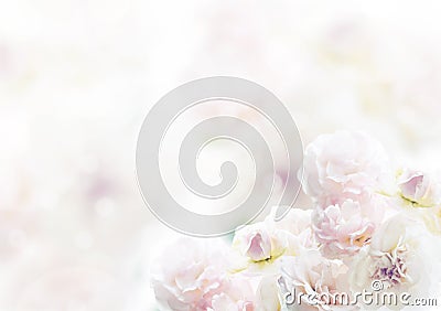 White rose, beautiful flower background Stock Photo