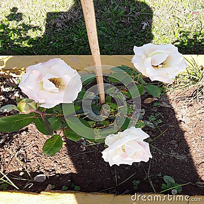 White rose Beautiful fresh rose flowers backdrop Editorial Stock Photo