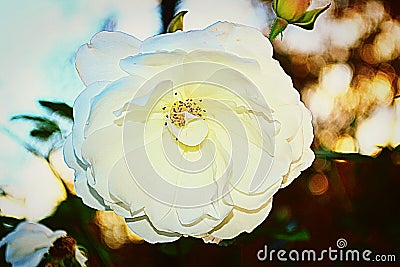 White rose Stock Photo