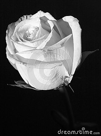 White Rose in black and white Stock Photo