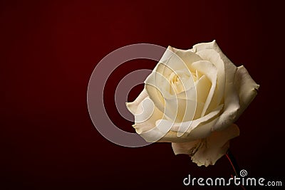 White Rose on Christmas Red background Stock Photo